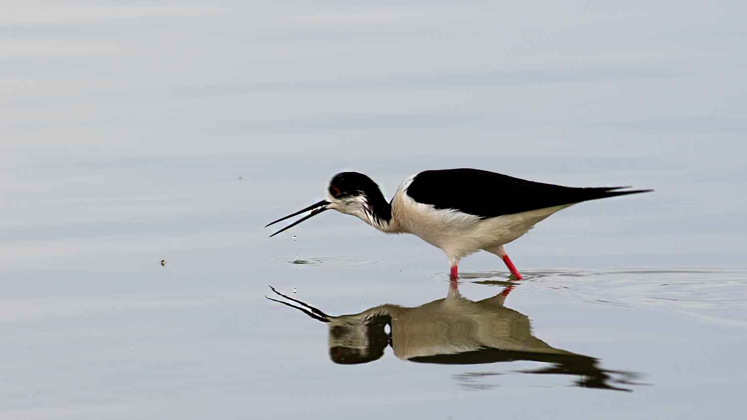 Black-winged Stilt